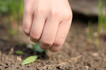 take care of the garden