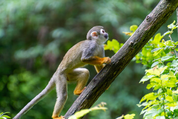 Obraz premium Saïmiri