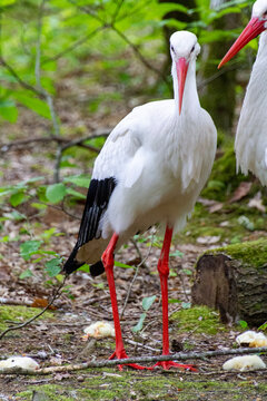 Cigogne