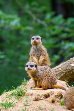 meerkat on guard