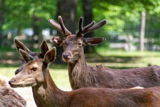 Cerf