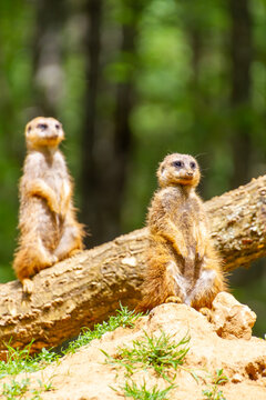 Suricate