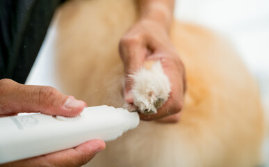 Obraz na płótnie Canvas Groomer polishing claws a Pomeranian dog at grooming salon
