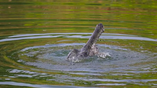 An Indian gharial or gavial or fish eating crocodile head emerging out of river water while eating it's prey. It has a long snout for catching fish and other prey.