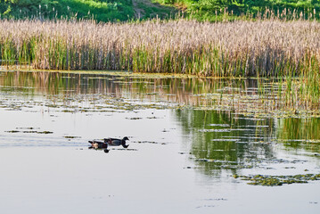 Two wood ducks Aix sponsa swimming on the lake