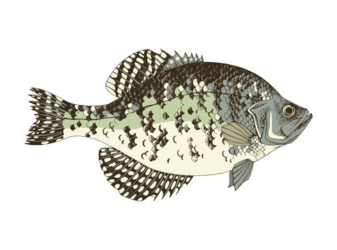 Crappie Images – Browse 1,602 Stock Photos, Vectors, and Video