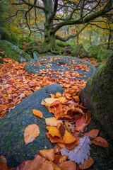Autumn Leaves Covering the Millstone at Padley Gorge, Peak District Woodland