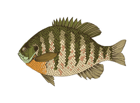 Bluegill sunfish. Fresh water fish 