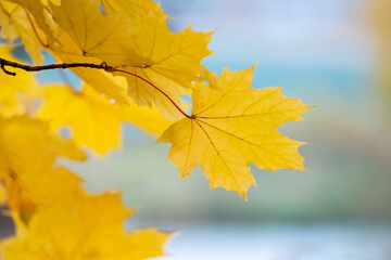 Close up of yellow maple leaves on a tree on a blurred background in light tone