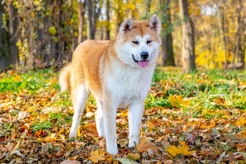 Naklejka na ściany i meble Akita dog in an autumn park for a walk
