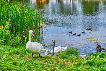 Mute swans cygnus olor sitting in grass near the lake baby juvenile