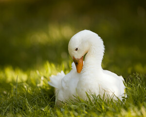 White Indian runner duck in grass in warm light