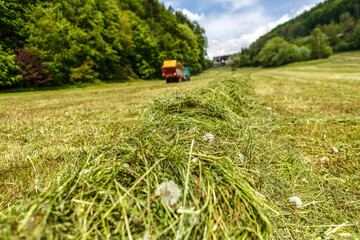 Grass swathes on a field during silage making process in spring, row of mowed grass in processes of...