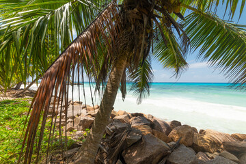 Palm trees by the sea in Anse Kerlan beach