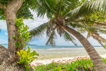 Obraz premium Palm trees by the sea in Anse Fourmis beach