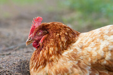 Sleeping chicken lays on the ground