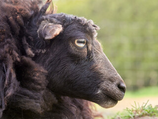 Close up portrait of female brown ouessant sheep