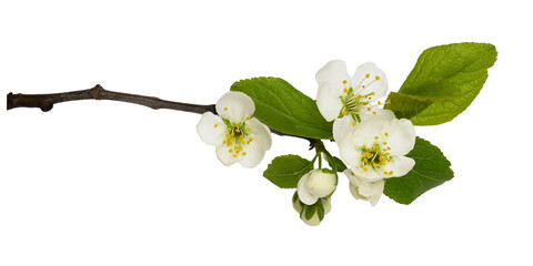 Fresh flowers and leaves of prunus tree isolated on white or transparent background - obrazy, fototapety, plakaty
