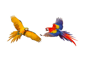 Colorful flying parrot isolated on transparent background png file

