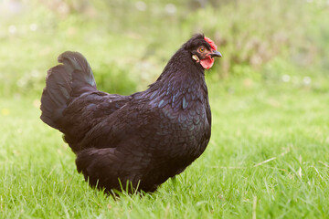 Young black chicken free in garden