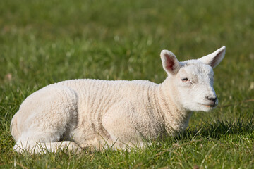 Naklejka na ściany i meble Young white lamb on the meadow