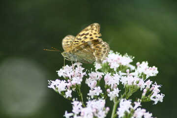 Argynnis paphia. Ground elder flower. Aaegopodium podagraria. Flock of feeding orange butterflie. Ornate black spotted open wings. White bloom. Natural green herbs.