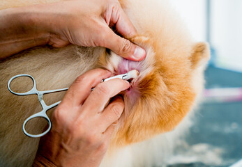 Groomer cleans s Pomeranian dog ears at grooming salon.