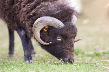Fototapeta premium Close up head shot of brown male ouessant sheep