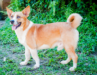 Mixed breed dog portrait.