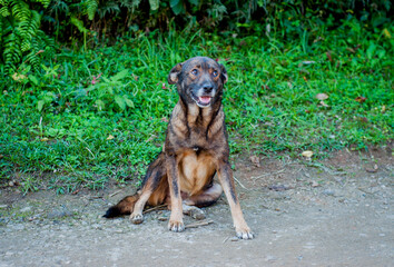 Mixed breed dog portrait.