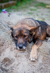 Mixed breed brown dog portrait. Dog lying on the sand.