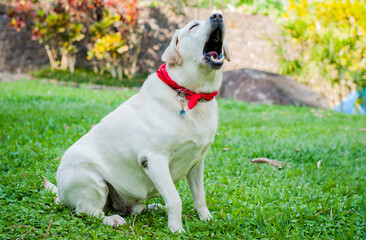 Portrait of Labrador breed dog. light colored labrador
