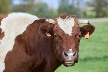 Portrait of the head of a brown white cow