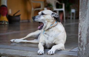 Mixed breed dog portrait. Yawn.
