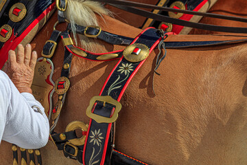 Detail of harness for horse