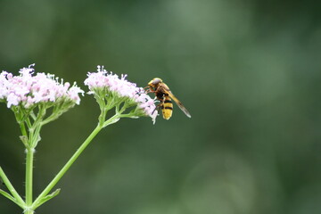 Abeja sobre flor.  Anthophila sobre Valeriana officinalis
