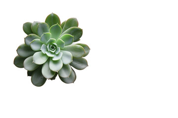 Succulents. ai