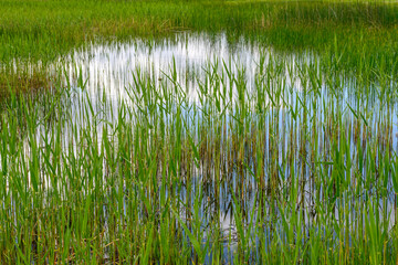 Fototapeta premium Thicket of green sedge in small carr.