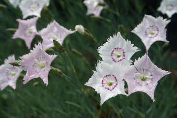 春風にそよぐ白とピンクのタツタナデシコ