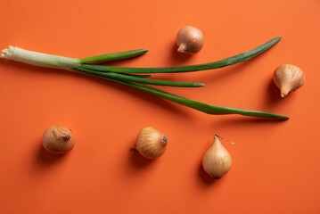 Green onion feather and onion head, bulba on an orange background.