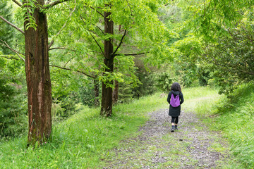 Fototapeta premium Walking in spring through a leafy forest