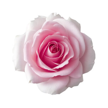 single isolated pink white rose on transparent background, generative AI