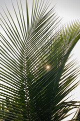 Coconut palm tree leaves with sun light