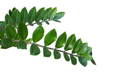 Zamioculcas zamiifolia or other names ZZ plant, aroid palm, emerald palm, Zanzibar gem, Zuzu plant. It's filters air, emerald green leaves. Isolated, white background, PNG file, Transparent.