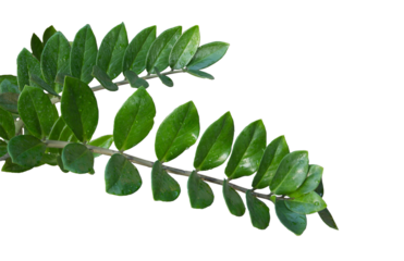 Zamioculcas zamiifolia or other names ZZ plant, aroid palm, emerald palm, Zanzibar gem, Zuzu plant. It's filters air, emerald green leaves. Isolated, white background, PNG file, Transparent.