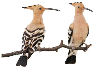 Eurasian hoopoe ( Upupa epops), PNG, isolated on transparent background © Robin
