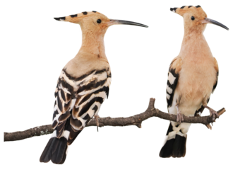 Eurasian hoopoe ( Upupa epops), PNG, isolated on transparent background