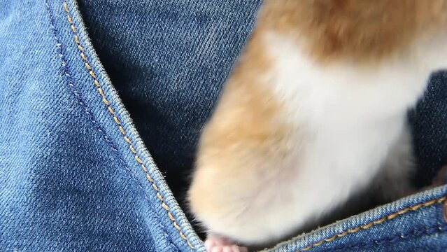 A redhaired hamster climbs out of the pocket of blue jeans A hamster in a pocket