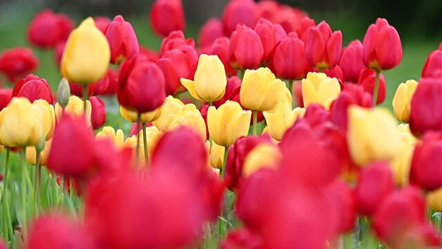 rote und gelbe Tulpen wehen im Wind,  bewegtes Tulpenfeld im Fr&uuml;hling