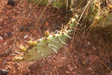A view of a Prickly Pear Cacti in Santa Fe, New Mexico.